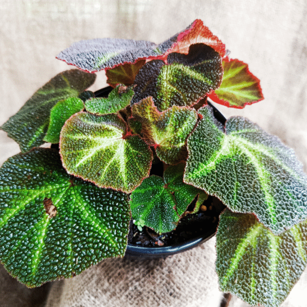 Begonia Sol umtata Sun Changing Begonia - Image 2