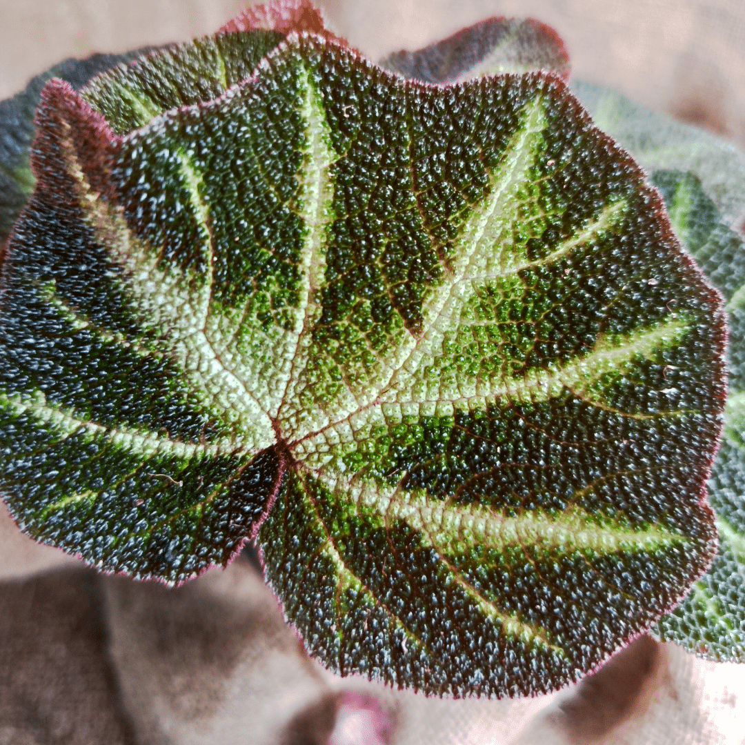 Begonia Sol umtata