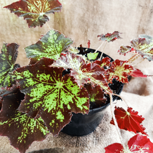Begonia heracleifolin - Image 3