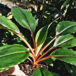 Chlorophytum orchidatum