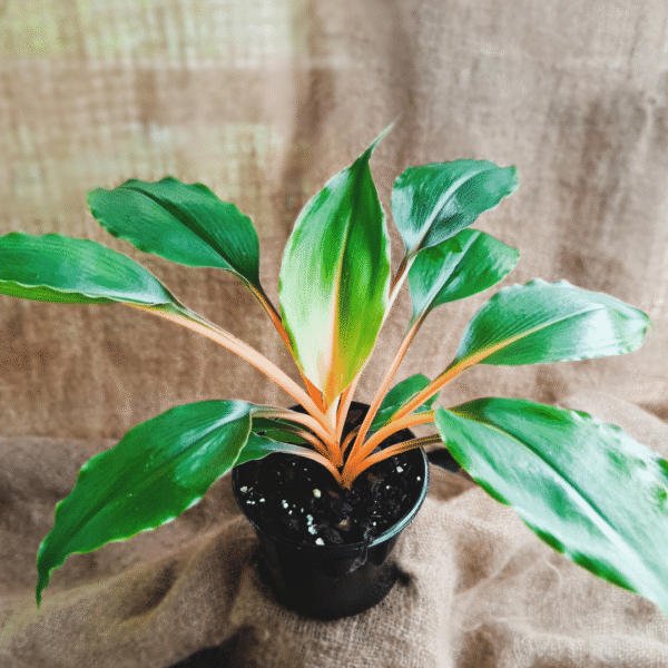 Chlorophytum orchidatum - Image 2