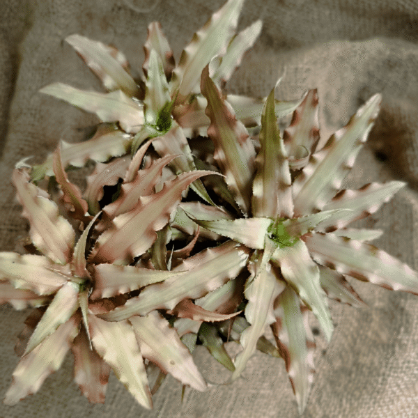 Cryptanthus bivittatus - Image 2