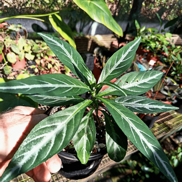 Justicia scheidweileri 'Magic Shrimp' - Image 2