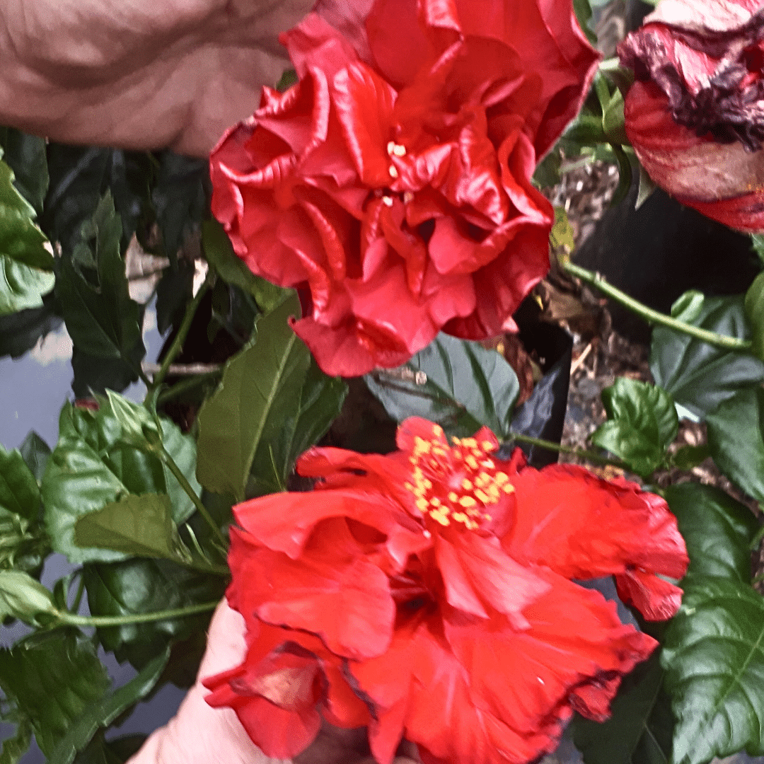 Hibiscus Double Red