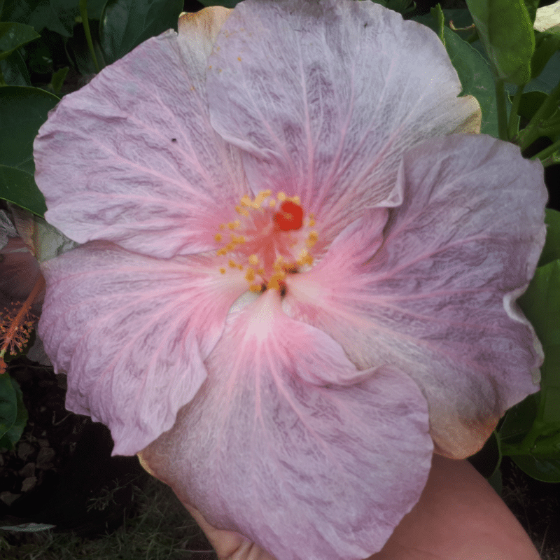 Hibiscus Morning Star with single lilac blooms, tropical flowering shrub for gardens and pots.