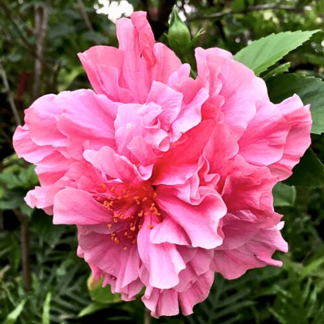 Hibiscus Tango (Double Cerise Pink)