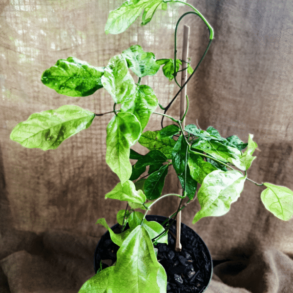 Jade Vine (Creeper) | Rare Turquoise Creeper | Ideal for Tropical Displays - Image 3