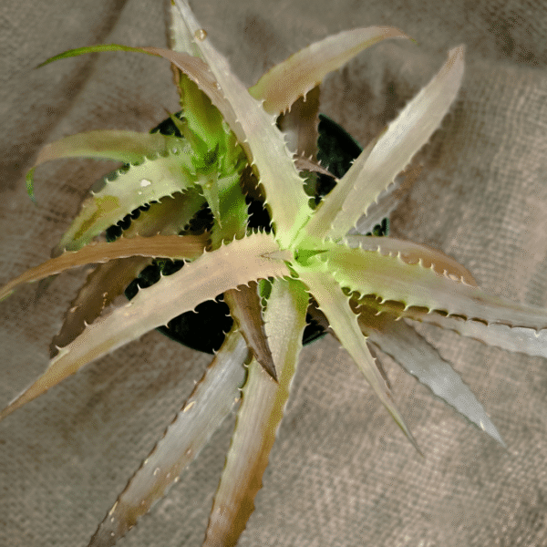 Orthophytum gladbrum - Image 2