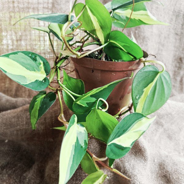 Philodendron Brazil variegated - Image 2