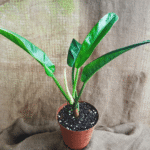 Philodendron bannoniae