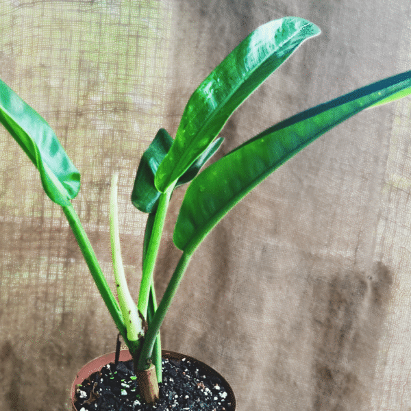 Philodendron bannoniae - Image 2