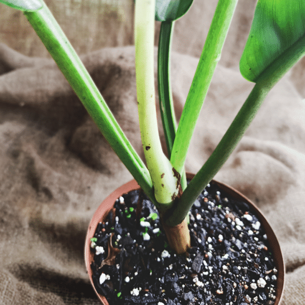 Philodendron bannoniae - Image 3