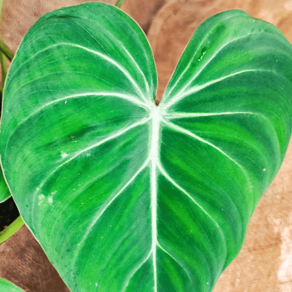 Close-up of a large Philodendron gloriosum leaf, highlighting its deep green color, velvet texture, and prominent white veins