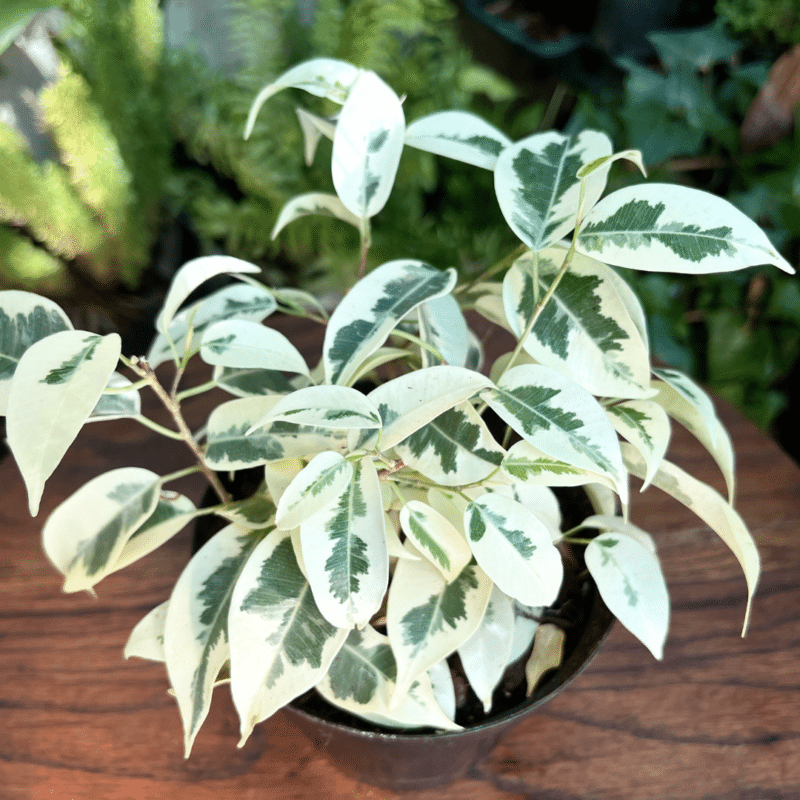 Ficus Benjamina ‘Starlight’ in a pot
