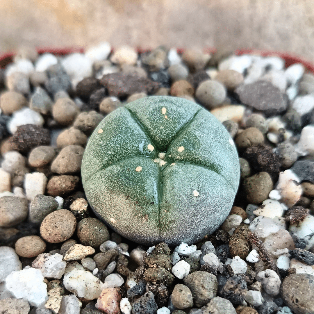 10 Lophophora Williamsii Peyote cactus with smooth, spineless surface and rounded button-like form.