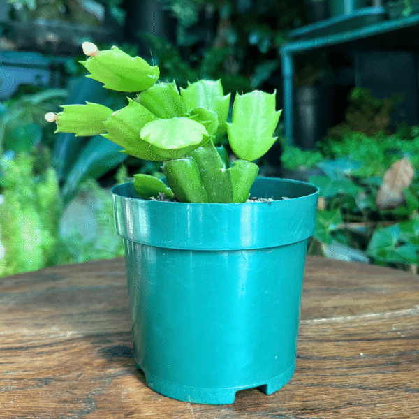 Schumbergera - Collector’s Zygocatus
