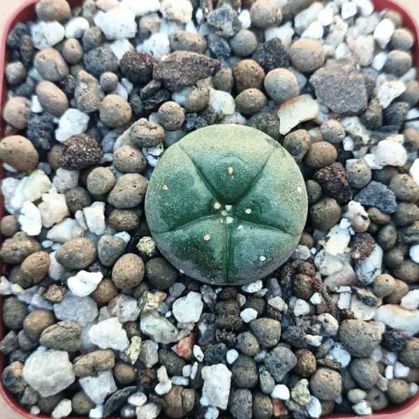 Lophophora Williamsii Peyote | Spineless Button Cactus | Spiritual Succulent Collectible - Image 2