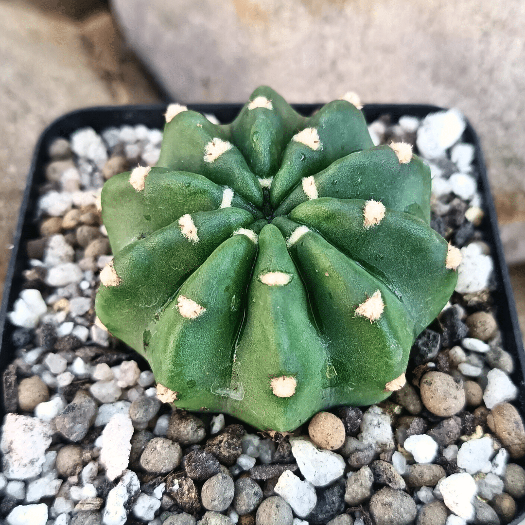 12 Echinopsis subdenudata cactus with round green body and white dots, ideal for indoor plant collections