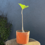 Adenium obesum with swollen base