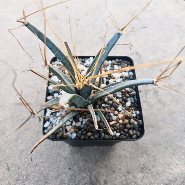 Leuchtenbergia princeps