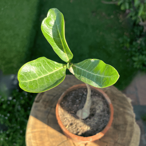 Adenium obesum | Impala Lily (Desert Rose) | Bold Flowering Succulent for Full Sun - Image 2