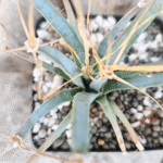Leuchtenbergia princeps succulent with long slender spiky leaves and bright yellow flowers