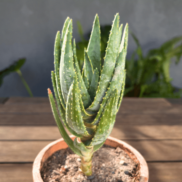 Aloidendron ramosissimum | Maiden’s Quiver Tree | Sculptural Succulent for Rock Gardens & Containers - Image 2