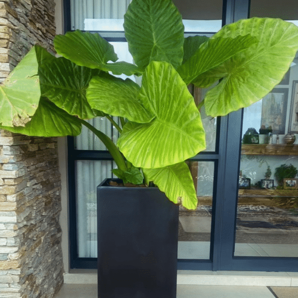 New Yorker Fiberglass Planter