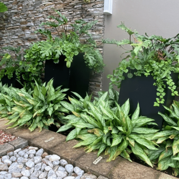 New York Fibreglass Planter – Lightweight & Weatherproof for Indoor & Patio Plants - Image 3