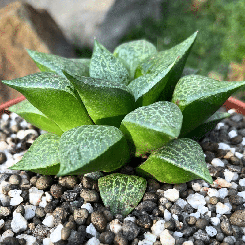 Haworthia comptoniana with translucent green patterned leaves in rosette formation