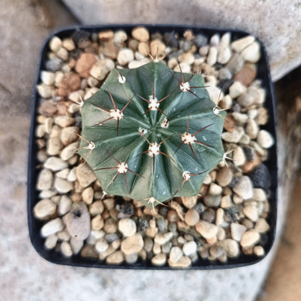 Melocactus sp. | Stunning Turk’s Cap Cactus | Low Maintenance - Image 2