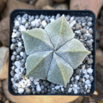 Astrophytum myriostigma cactus with star-shaped ribbed body and speckled surface, ideal for indoor plant displays