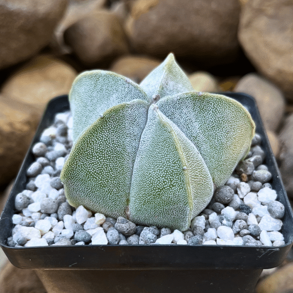 Astrophytum myriostigma 'Bishop's Cap' | Unique Cactus | Stunning Low-Maintenance - Image 2