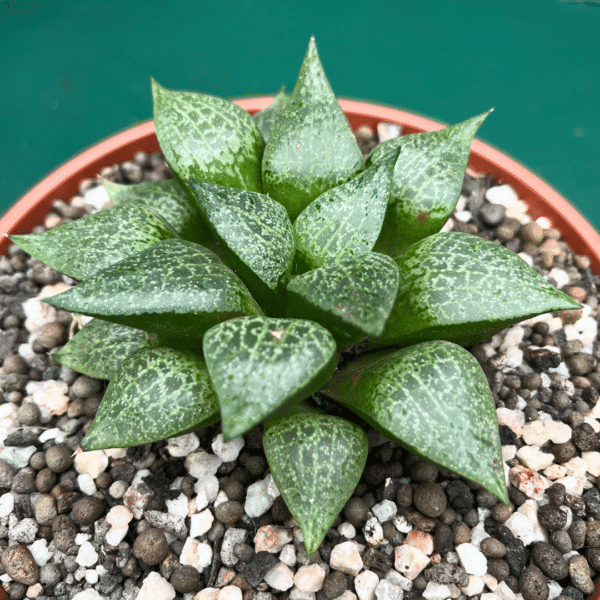 Haworthia comptoniana | Rare South African Succulent | Unique Low-Maintenance - Image 2