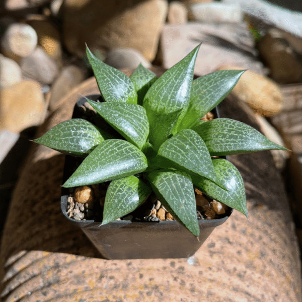 Haworthia comptoniana | Rare South African Succulent | Unique Low-Maintenance - Image 5