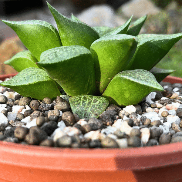 Haworthia comptoniana | Rare South African Succulent | Unique Low-Maintenance - Image 3