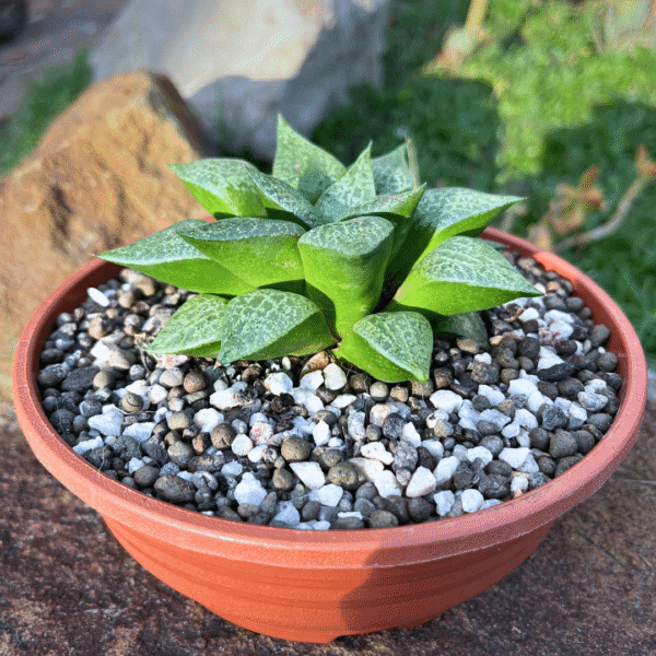 Haworthia comptoniana | Rare South African Succulent | Unique Low-Maintenance - Image 4