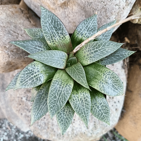 Haworthia comptoniana | Rare South African Succulent | Unique Low-Maintenance - Image 6