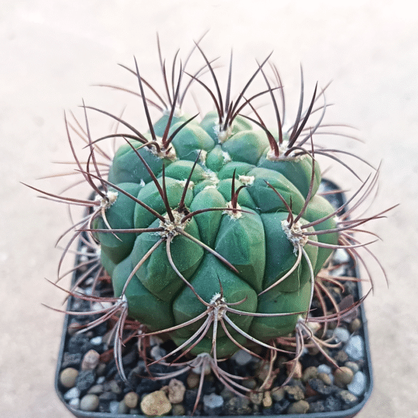 Gymnocalycium saglionis | Stunning Giant Chin Cactus | Drought-Tolerant & Low Maintenance - Image 3
