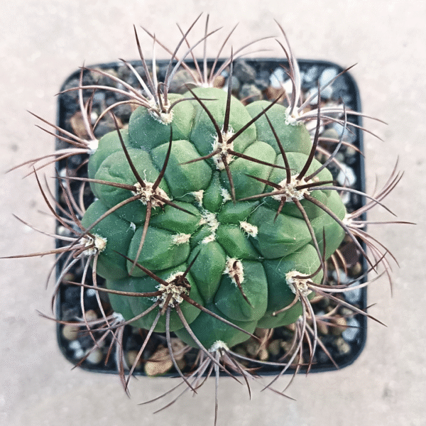 Gymnocalycium saglionis | Stunning Giant Chin Cactus | Drought-Tolerant & Low Maintenance - Image 2