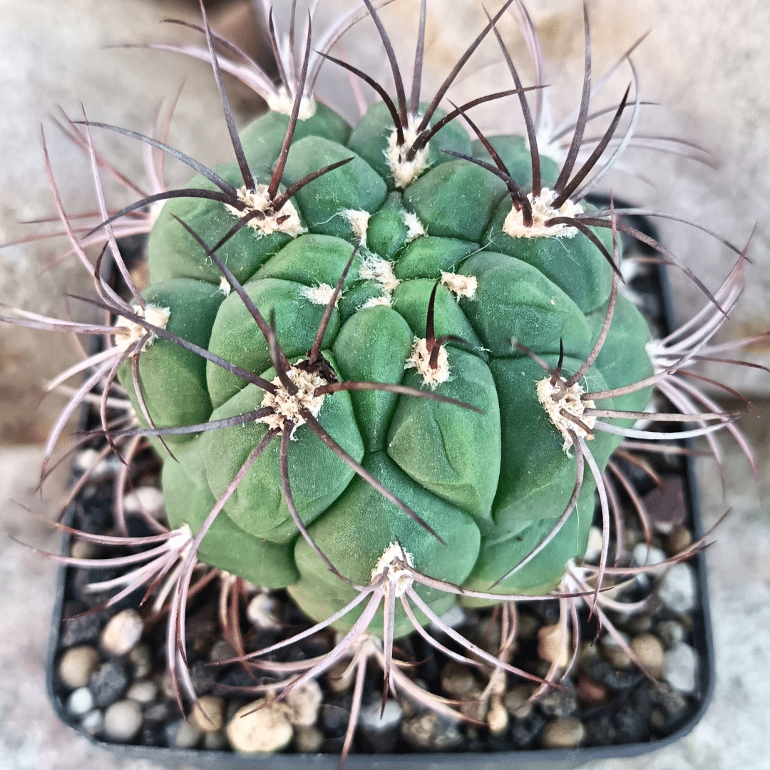 9 Gymnocalycium saglionis Giant Chin Cactus with blue-green ribbed body and long spines