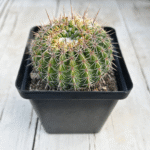Notocactus mammulosa