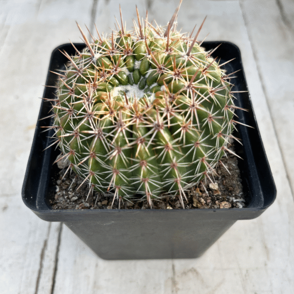 Notocactus mammulosa. A Stunning Small Cactus - Image 2