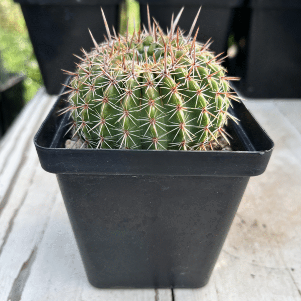 Notocactus mammulosa. A Stunning Small Cactus - Image 3