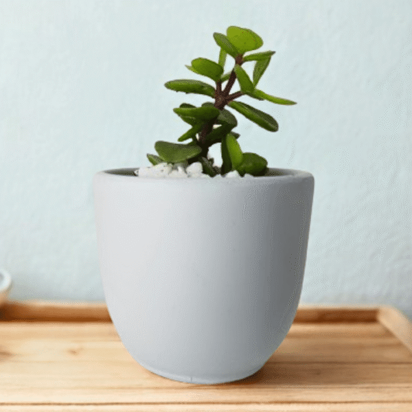 Amy Resin Planter – Stylish & Durable 8.5cm - Stylish & Durable for Indoor Plants - Image 2