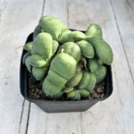 Gasteria armstrongii
