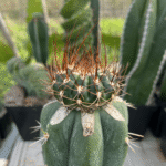 Melocactus matanzanus Graft. Unique Cactus for Plant Enthusiasts
