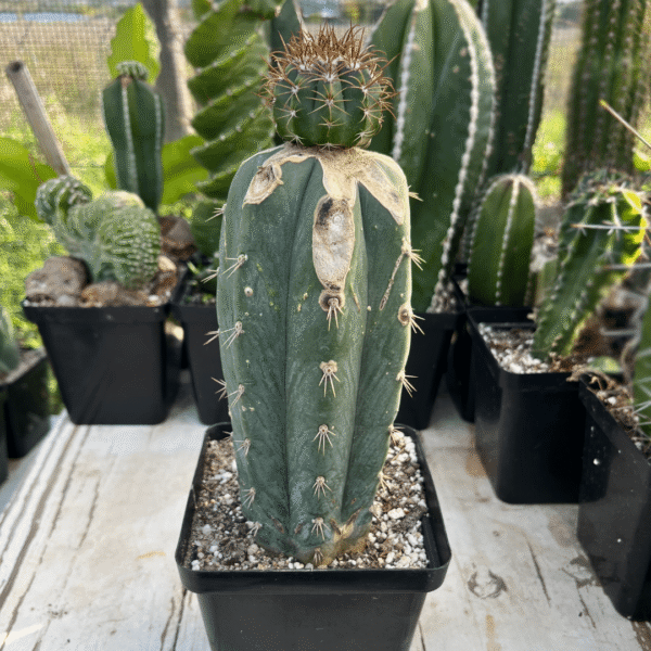 Melocactus matanzanus Graft. Unique Cactus for Plant Enthusiasts - Image 2