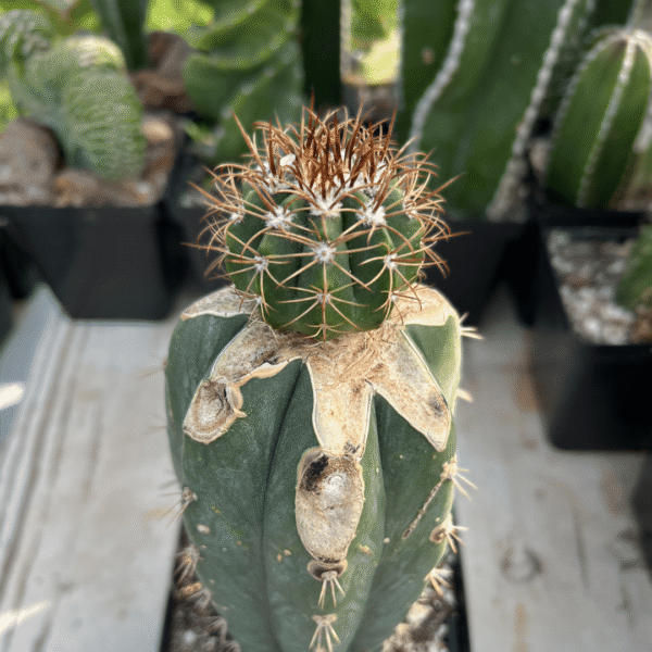 Melocactus matanzanus Graft. Unique Cactus for Plant Enthusiasts - Image 3