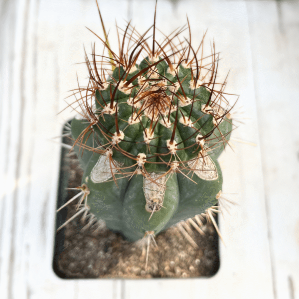 Melocactus matanzanus Graft. Unique Cactus for Plant Enthusiasts - Image 4